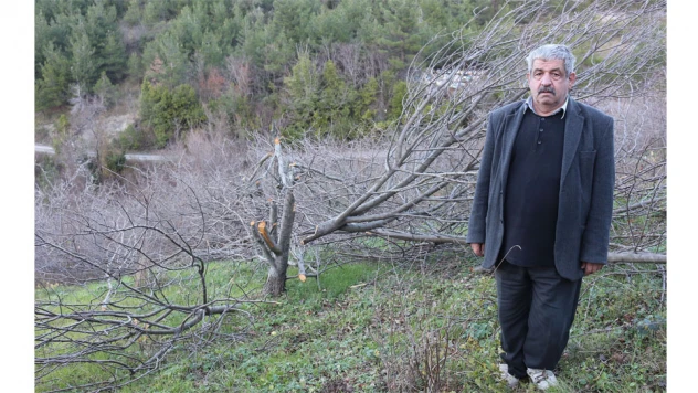 72 meyve ağacını kestiler