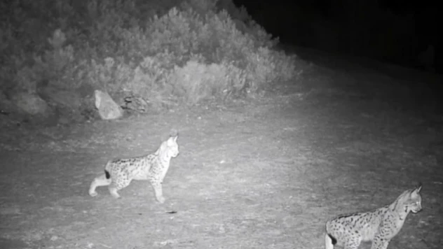 'Ormanın Hayaleti' Vaşak Görüntülendi