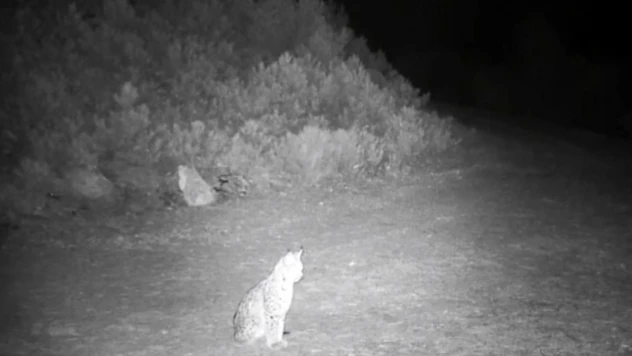 'Ormanın Hayaleti' Vaşak Kamerada