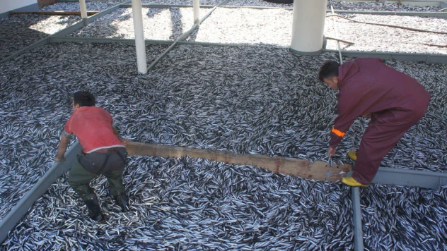 500 ton hamsi, fiyatları 7,5 TL'ye çekti