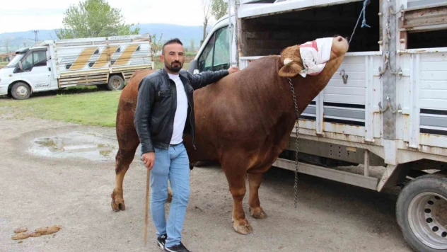 1 Ton 150 Kilogram Ağırlığındaki 'Paşa' Alıcısını Bekliyor