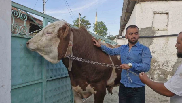 1 Tonluk 'Paşa' Alıcısını Bekliyor