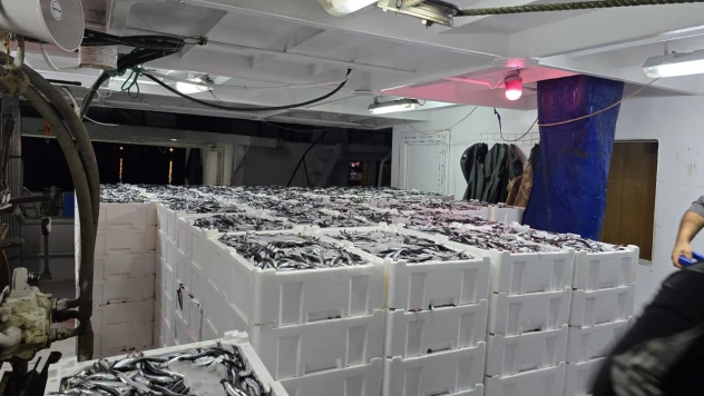 11 Bin 130 Kilogram Hamsi Karaya Çıkarıldı