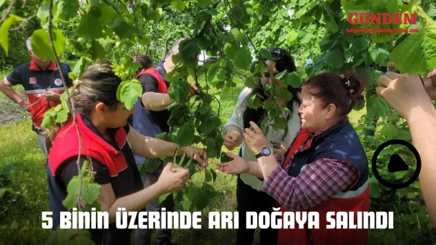 5 Binin Üzerinde Arı Doğaya Salındı