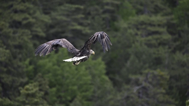 73 Bin Yaban Hayvanı Tedavi Edilerek Doğaya Salındı