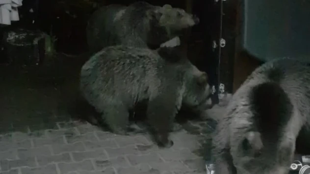 Aç Kalan Ayılar Dükkanları Talan Etti