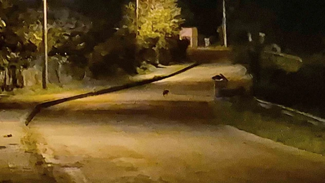 Aç Kalan Çakal Yavruları Bartın Şehir Merkezinde Görüntülendi