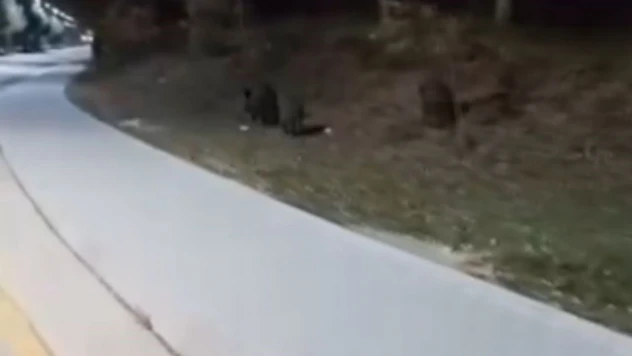 Aç Kalan Domuz Sürüleri, Üniversite Kampüsüne İndi