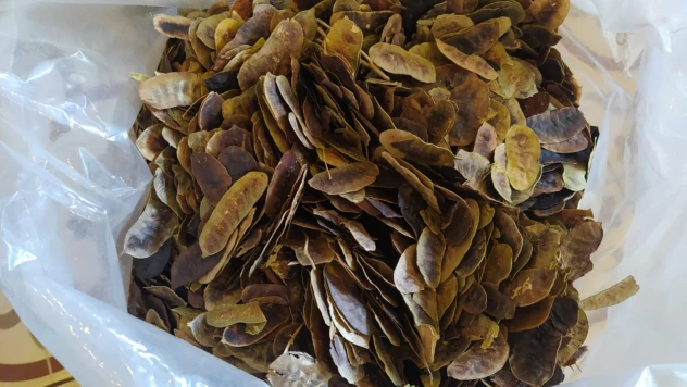 Açlık Otunda Dikkat Edilmesi Gereken Hususlar