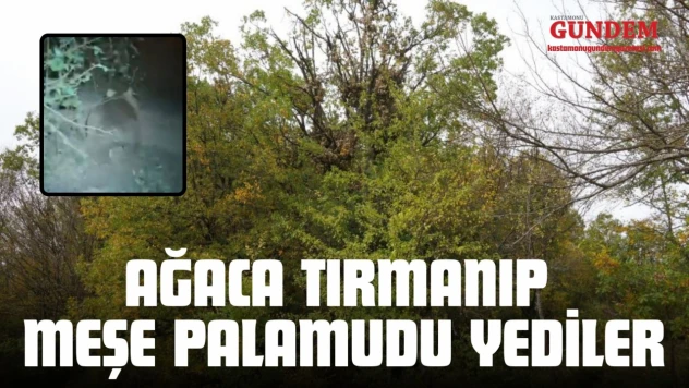 Ağaca Tırmanıp Meşe Palamudu Yediler