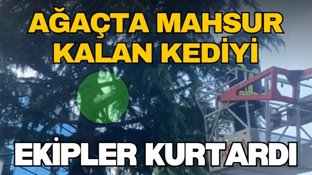 Ağaçta Mahsur Kalan Yavru Kedi Böyle Kurtarıldı