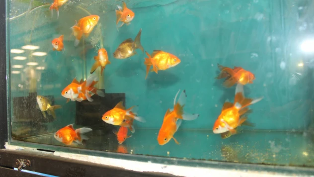 'Akvaryum Hobisinin' Püf Noktalarını Anlattı