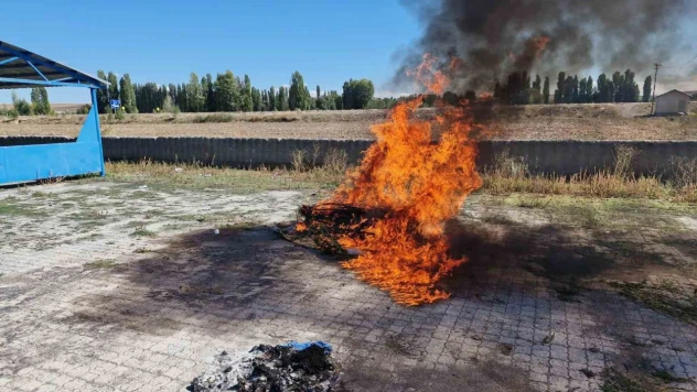 Alaca'da 21 Kök Kenevir İmha Edildi