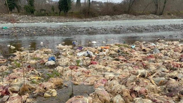 Alaplı'da Onlarca Tavuk Ölüsü Bulundu