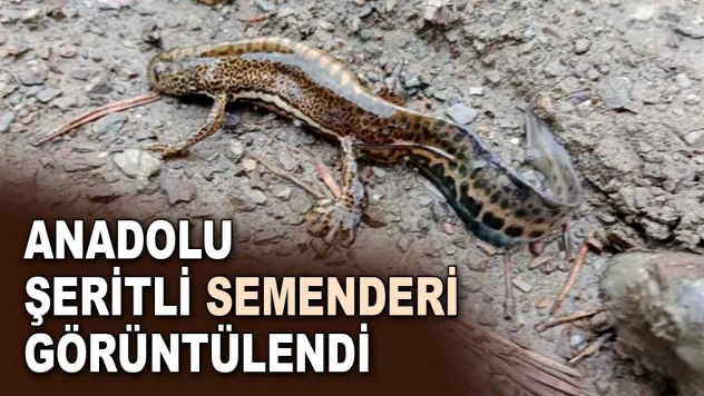 Anadolu Şeritli Semenderi Görüntülendi