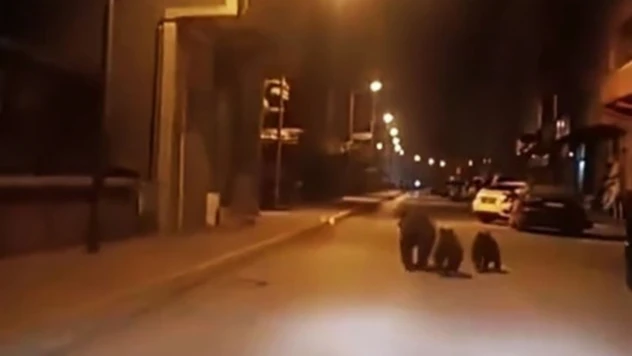 Anne Ayı Ve Yavruları İlçe Merkezine İndi