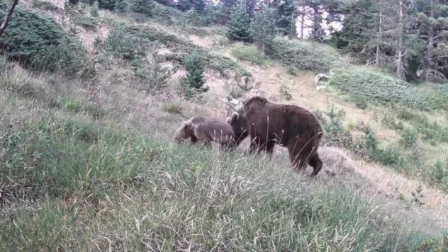 Anne Ayı Ve Yavruları Görüntülendi