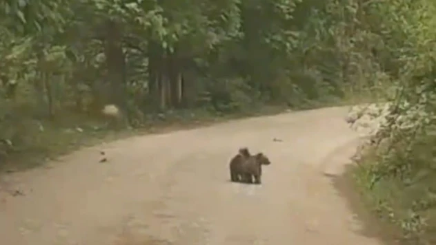 Annelerini Kaybeden Minik Ayıların İmdadına Köylüler Yetişti