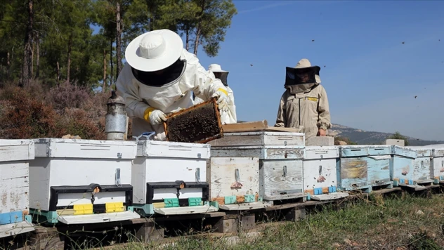 Arıcılara Mesleki Standart Geliyor