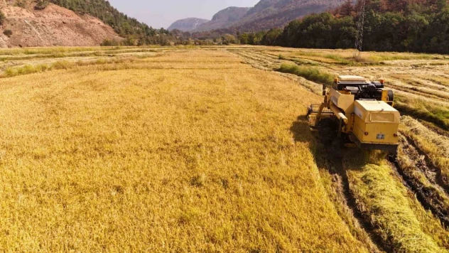 Aşırı Sıcaklar Çeltikte Verimliliği Düşürdü