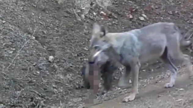 Avını Taşıyan Kurt Fotokapana Yakalandı