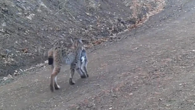 Avını Taşıyan Vaşak Kamerada