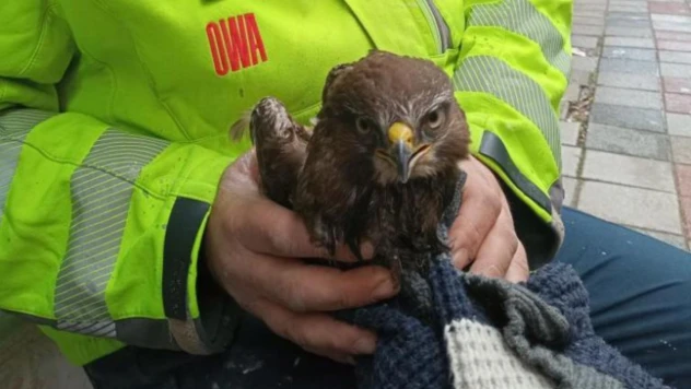 Ayancık'ta Yaralı Bulunan Şahin Koruma Altına Alındı