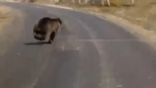 Ayı gündüz gezintisine çıktı