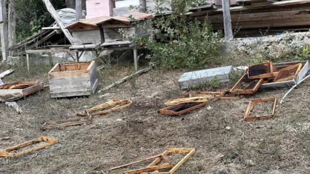 Ayı incir ağaçları ile kovanlara zarar verdi