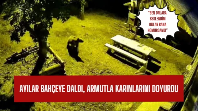 Ayılar bahçeye daldı, armutları yedi ve bahçeden ayrıldı
