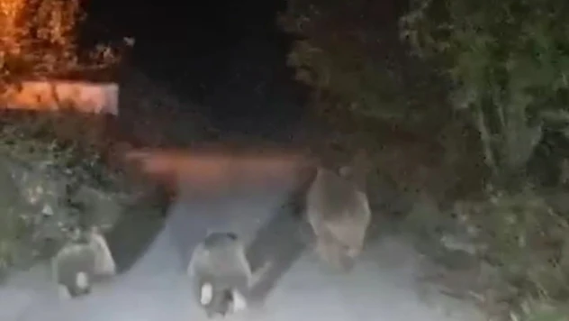 Ayılar Yine Mesaide!