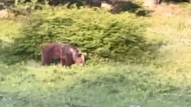 Ayıya Havlayarak Seslendi