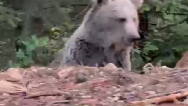 Ayıyla Sohbeti Gülümsetti