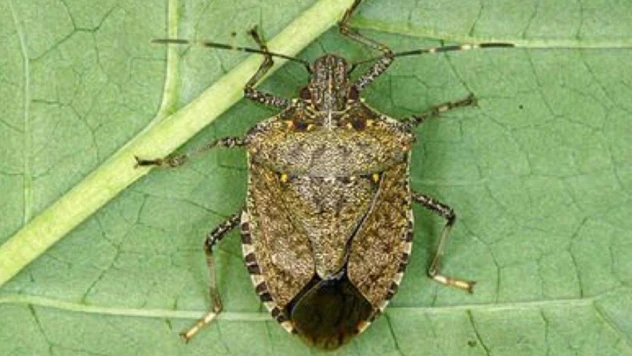 Bakanlık, Kahverengi Kokarcaya Karşı Harekete Geçti