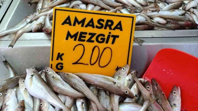 Balıkçılar 'Kestane Karası'nı Bekliyor