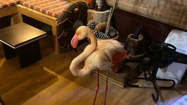 Bartın'da Flamingo Tedavi Altına Alındı