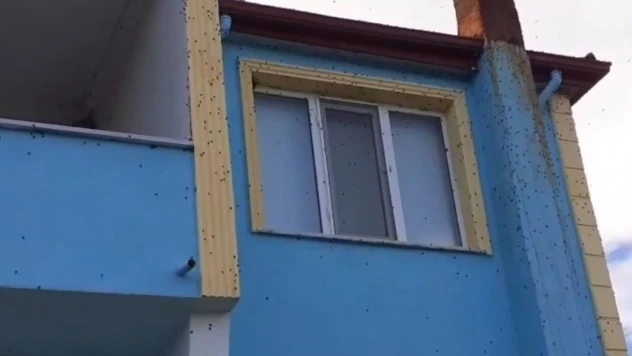 Kahverengi Kokarca İstilası Kabusa Dönüştü