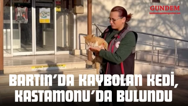 Bartın'da Kaybolan Kedi, Kastamonu'da Bulundu