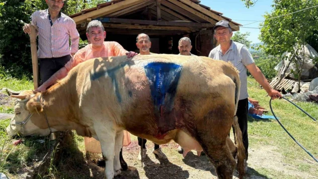 Bartın'da Yüz Binde Bir Görülen Olay