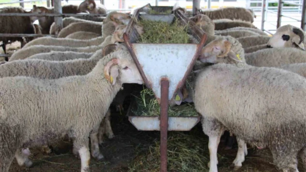 Bayrama Günler Kaldı