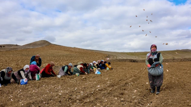 Beyaz Altın Toprakla Buluştu