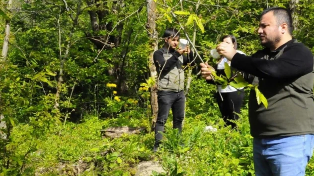 Biyolojik mücadele çalışmaları devam ediyor