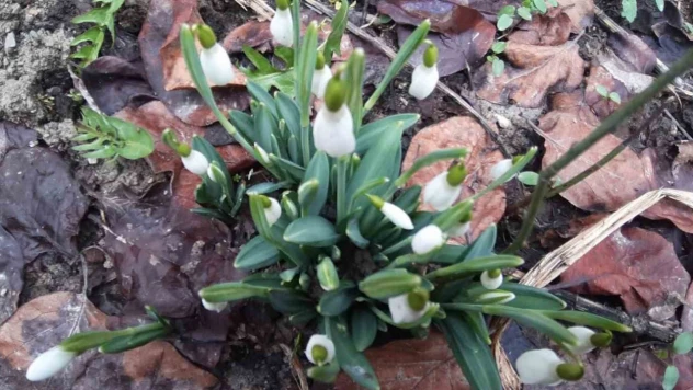 Bolu'da 'Baharın Müjdecisi' Kardelenler Yüzünü Erken Gösterdi