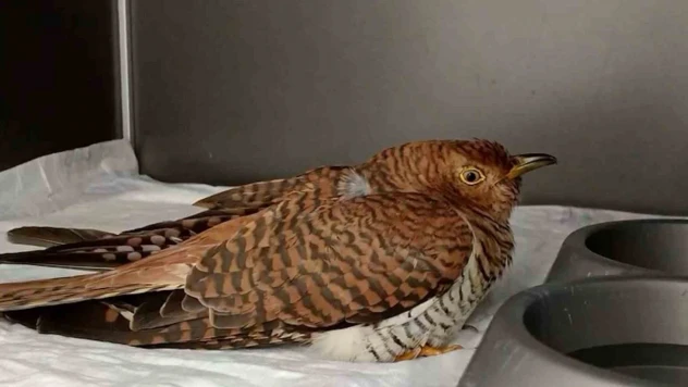 Bolu'da 132 Yaban Hayvanı Tedavi Edilerek Doğaya Salındı