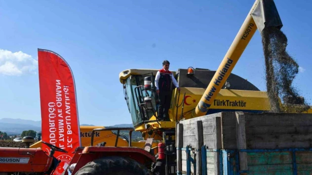 Bolu'da Ayçiçek Hasadı Başladı