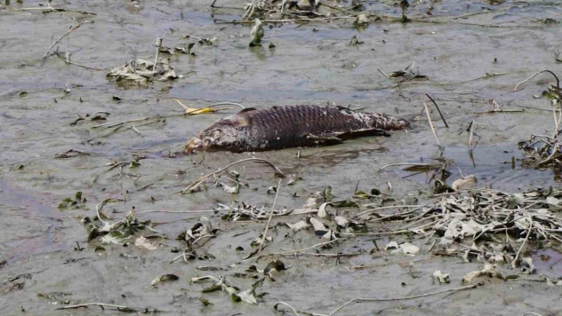 Bolu'da Balık Ölümlerinin Yaşandığı Gölde Ekipler İnceleme Yaptı