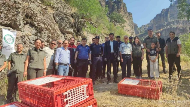 Bolu'da Doğaya 600 Kınalı Keklik Bırakıldı