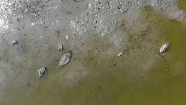 Bolu'da Gölet Kurudu: Yüzlerce Balık Telef Oldu