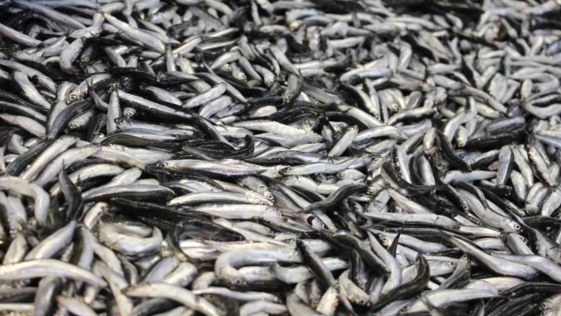 Bolu'da Hamsi Tezgahlarda Yerini Aldı