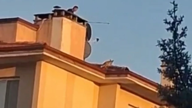 Bolu'da Apartman Çatısına Tilki Çıktı